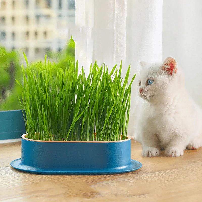 Cat Grass Growing Kit (With Free Seeds)