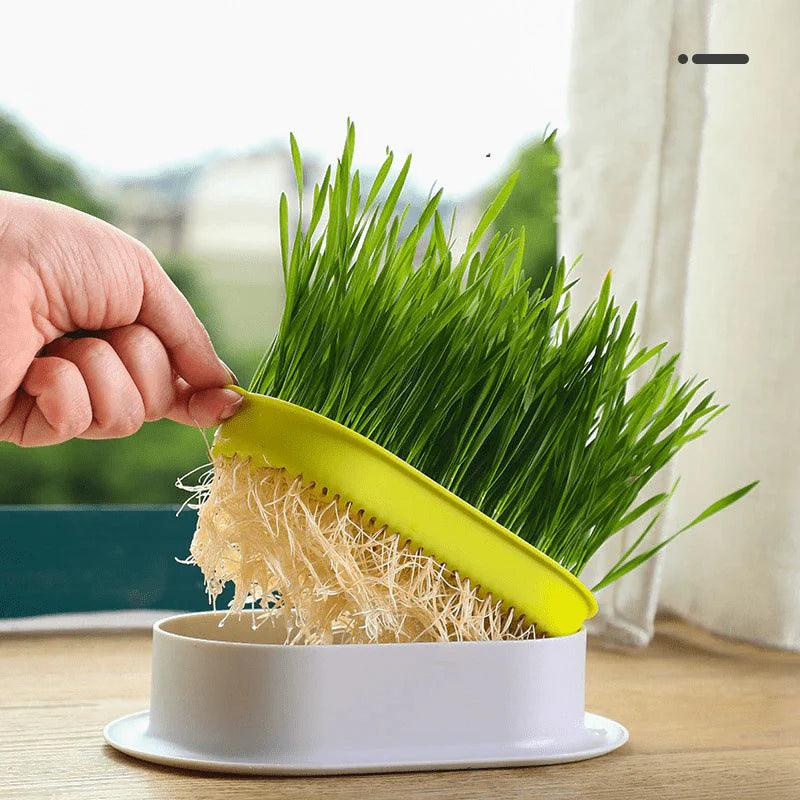 Cat Grass Growing Kit (With Free Seeds)