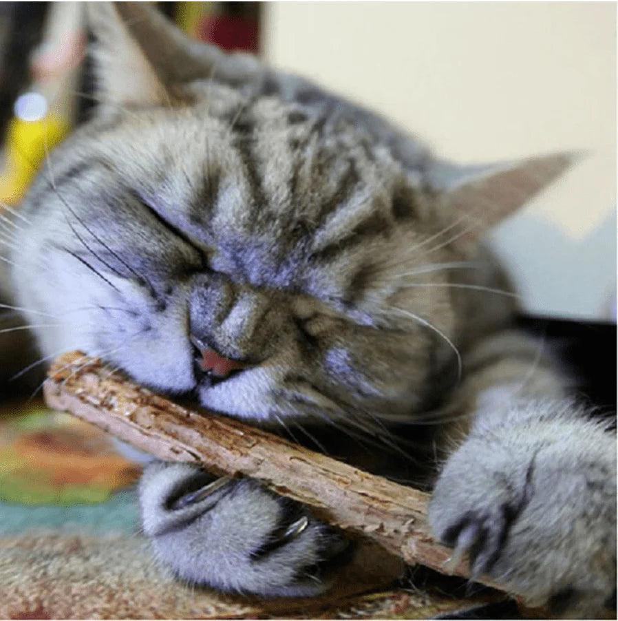 Catnip Stick Best for Cat's Dental Health Pack of 4