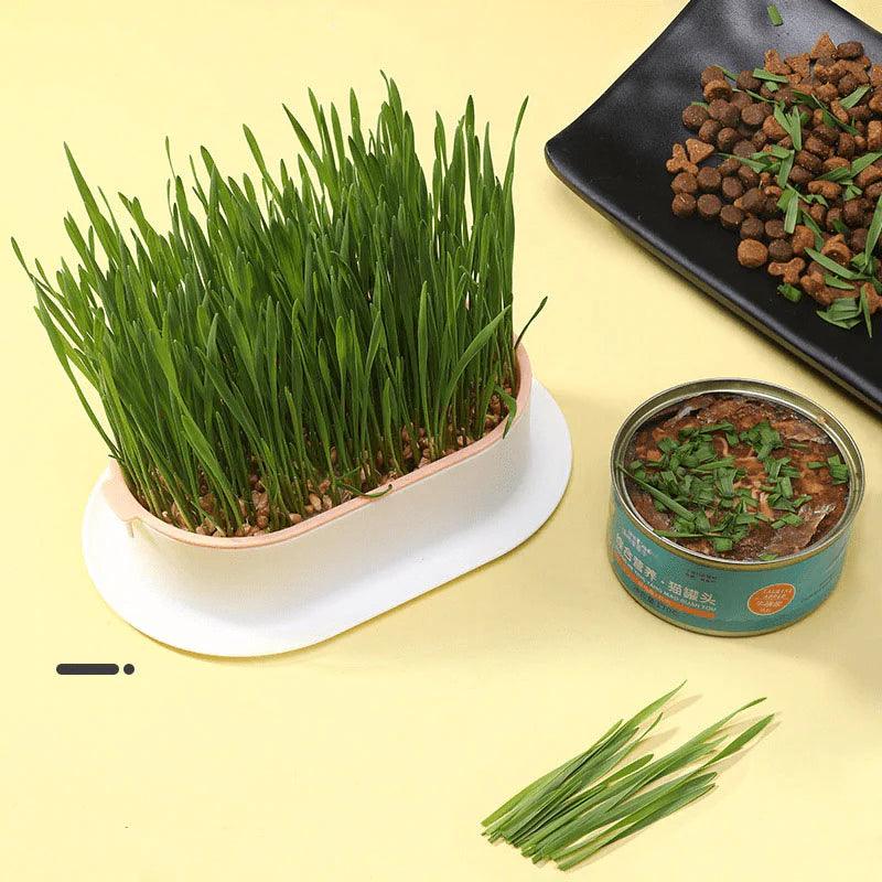 Cat Grass Growing Kit (With Free Seeds)