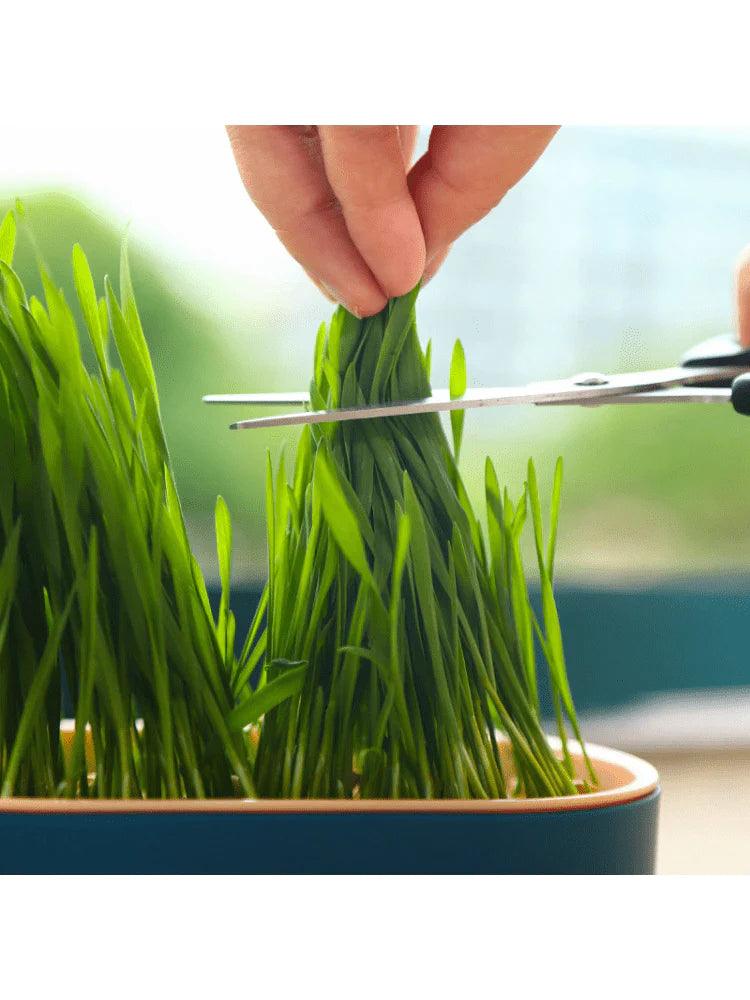 Cat Grass Growing Kit (With Free Seeds)